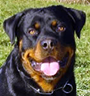 German Rottweilers For Sale