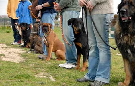 K9 Working Dogs Dog Training Group Class