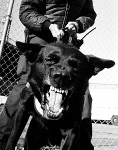 Certified Personal Protection Dogs For Sale