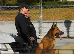 Guard Dogs & Security Dogs For Sale
